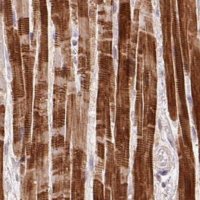 Anti-FAM168B antibody produced in rabbit 