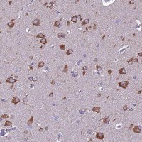 Anti-FAM173A antibody produced in rabbit 