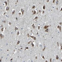 Anti-FAM174A antibody produced in rabbit 