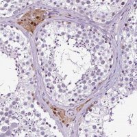 Anti-FAM19A3 antibody produced in rabbit 