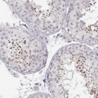 Anti-FAM205A antibody produced in rabbit 