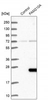 Anti-FAM210A antibody produced in rabbit 