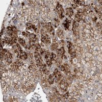 Anti-FAM212B antibody produced in rabbit 