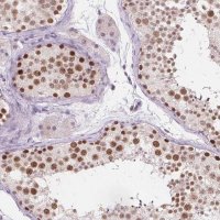 Anti-FAM53A antibody produced in rabbit 