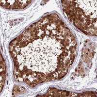 Anti-FAM53C antibody produced in rabbit 