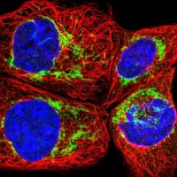 Anti-FAM92A antibody produced in rabbit 