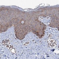 Anti-FAM96A antibody produced in rabbit 