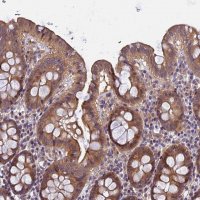 Anti-FAM98C antibody produced in rabbit 