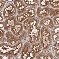 Anti-FARS2 antibody produced in rabbit 