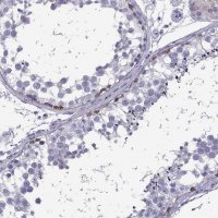 Anti-FBXO24 antibody produced in rabbit 