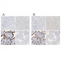 Anti-FCGBP antibody produced in rabbit 