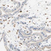 Anti-FCGRT antibody produced in rabbit 