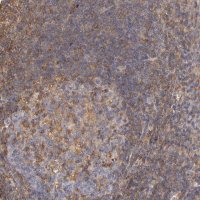 Anti-FCMR antibody produced in rabbit 