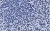 Anti-FcRI -subunit Antibody, clone 1B6 ZooMAb Rabbit Monoclonal 