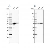 Anti-FGB antibody produced in rabbit 