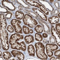Anti-FGD2 antibody produced in rabbit 