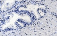 Anti-FGF-2/basic FGF Antibody, clone 1K19 ZooMAb Rabbit Monoclonal 
