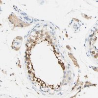 Anti-FGF4 antibody produced in rabbit 