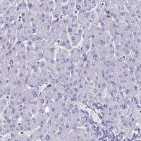 Anti-FGF7 antibody produced in rabbit 