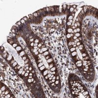 Anti-FGFBP2 antibody produced in rabbit 