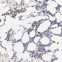 Anti-FGR antibody produced in rabbit 