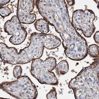 Anti-FIBIN antibody produced in rabbit 