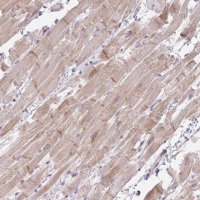 Anti-FILIP1 antibody produced in rabbit 