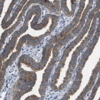 Anti-FIS1 antibody produced in rabbit 