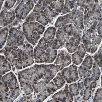 Anti-FKBP14 antibody produced in rabbit 