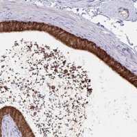 Anti-FKBP2 antibody produced in rabbit 