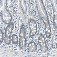 Anti-FKBP4 antibody produced in rabbit 