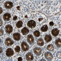 Anti-FKBP7 antibody produced in rabbit 