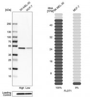Anti-FLOT1 antibody produced in rabbit 