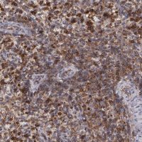 Anti-FLOT2 antibody produced in rabbit 