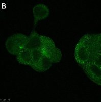 Anti-Flt3 ligand Antibody, clone 5G18 ZooMAb Rabbit Monoclonal 