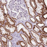 Anti-FMC1 antibody produced in rabbit 