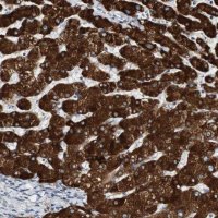 Anti-FMO3 antibody produced in rabbit HPA013750-100UL