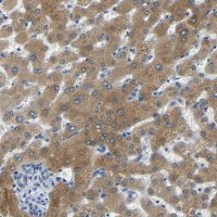 Anti-FMO5 antibody produced in rabbit 