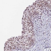 Anti-FNBP4 antibody produced in rabbit 