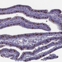 Anti-FOXJ1 antibody produced in rabbit 