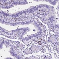 Anti-FOXL2 antibody produced in rabbit 