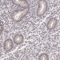 Anti-FOXP2 antibody produced in rabbit 