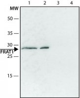 Anti-FRAT1 (C-terminal) antibody produced in rabbit 