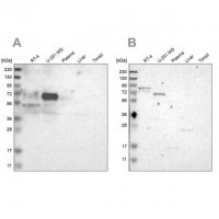Anti-FRMD5 antibody produced in rabbit 