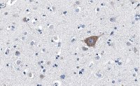 Anti-FUNDC1 Antibody, clone 1K16 ZooMAb Rabbit Monoclonal 