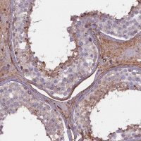 Anti-FUZ antibody produced in rabbit 