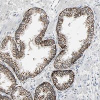 Anti-FXYD3 antibody produced in rabbit 