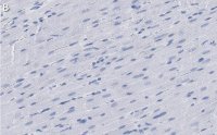 Anti-G0S2 Antibody, clone 2C13 ZooMAb Rabbit Monoclonal 