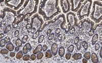Anti-Gab1 Antibody, clone 4B20, ZooMAb Rabbit Monoclonal 