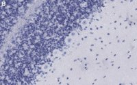 Anti-GABA Transporter-3 Antibody, clone 4E14 ZooMAb Rabbit Monoclonal 